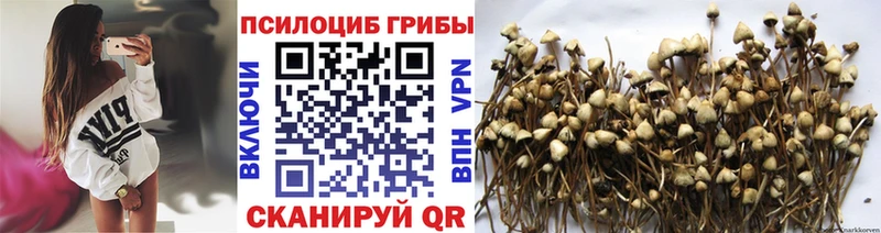 Псилоцибиновые грибы Psilocybe  Качканар 